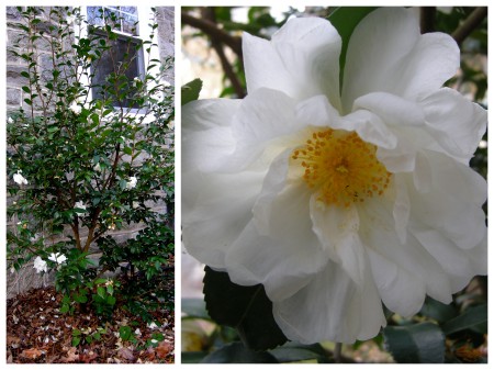 fall-blooming camellia 'Winter's Snowman'