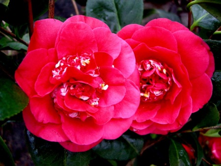Camellia 'April Tryst'
