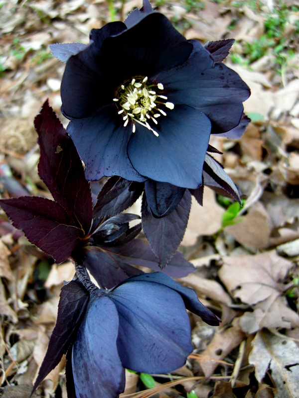 Spanz (Helleborus) Black – Bloom Garden