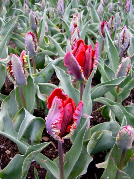 Tulipa 'Rococo'