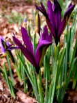 Iris reticulata ‘T.S. Dijt’