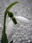 Galanthus ‘The Whopper’