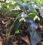 Galanthus reginae-olgae