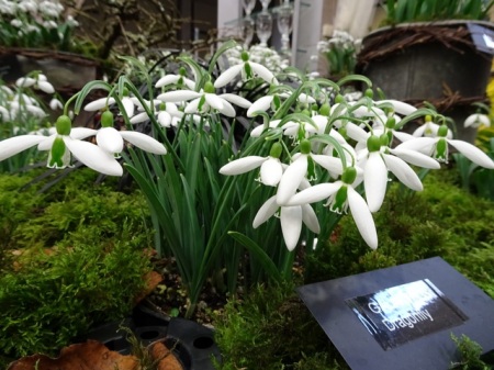 Galanthus 'Dragonfly'