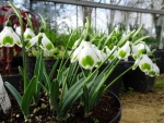Galanthus ‘Pieces of Eight’